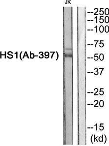HS1 (Ab-397) Antibody