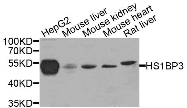 HS1BP3 antibody