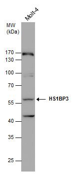 HS1BP3 Rabbit Polyclonal Antibody