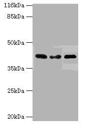 HS2ST1 antibody