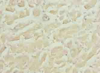 HS3ST1 Antibody