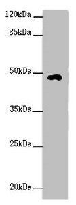 HS6ST1 antibody