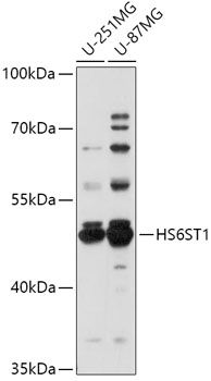 HS6ST1 antibody
