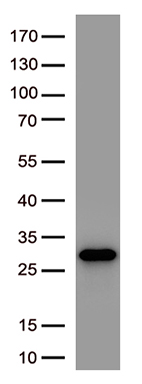 Hsc70 (HSPA8) antibody