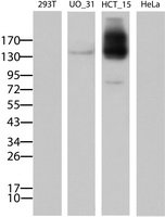 HSCB Antibody