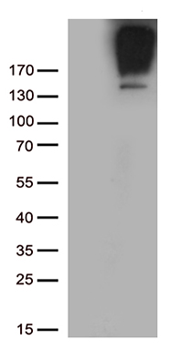 HSCB Antibody