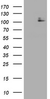 HSCB Antibody