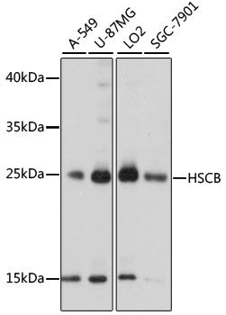 HSCB antibody