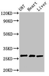 HSCB antibody