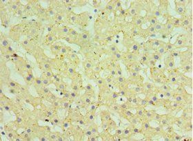 HSD11B1 Antibody