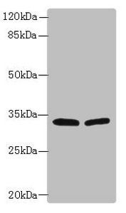 HSD17B12 Antibody