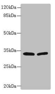 HSD17B12 antibody