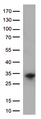 HSD17B13 Antibody