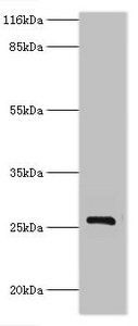 HSD17B14 antibody