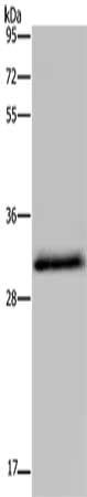 HSD17B6 antibody