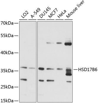 HSD17B6 antibody