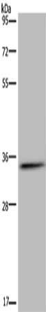 HSD17B7 antibody