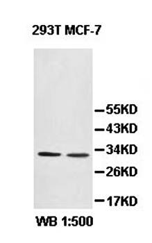 HSD17B7 antibody