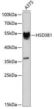 HSD3B1 antibody