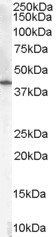 HSD3B1 antibody