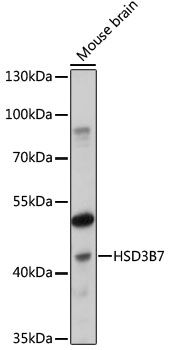 HSD3B7 antibody