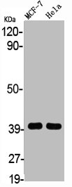 HSD3B7 Antibody