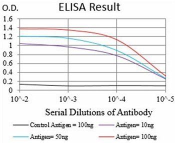 HSF1 Antibody