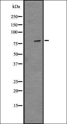 HSF1 (Phospho-S326) antibody