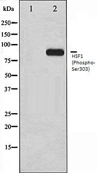 HSF1 (Phospho-Ser303) antibody