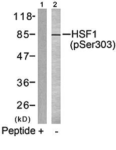 HSF1 (phospho-Ser303) Antibody