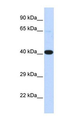 HSF2BP antibody