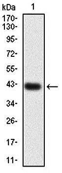 HSF4 Antibody