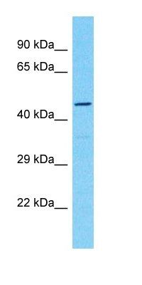 HSFX2 antibody