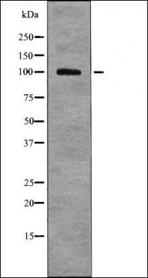 HSP105 (Phospho-Ser809) antibody