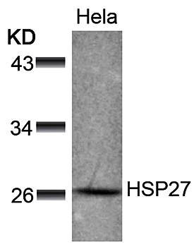 HSP27 (Ab-78) Antibody