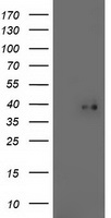 Hsp40 (DNAJB1) antibody