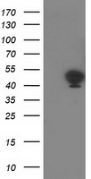 Hsp40 (DNAJB1) antibody