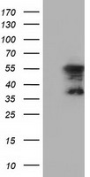 HSP70-1A (HSPA1A) antibody