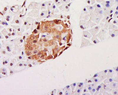 HSP70 (Phospho-Tyr41) antibody