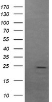 Hsp75 (TRAP1) antibody