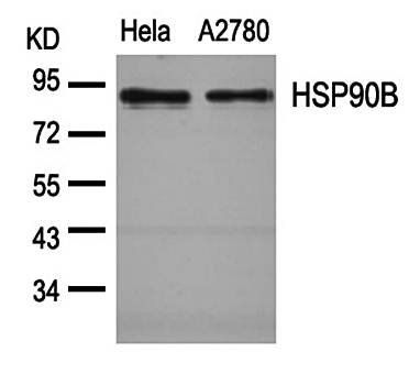 HSP90B (Ab-254) Antibody
