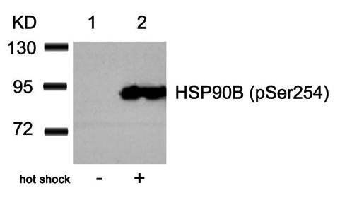 HSP90B (Phospho-Ser254) Antibody
