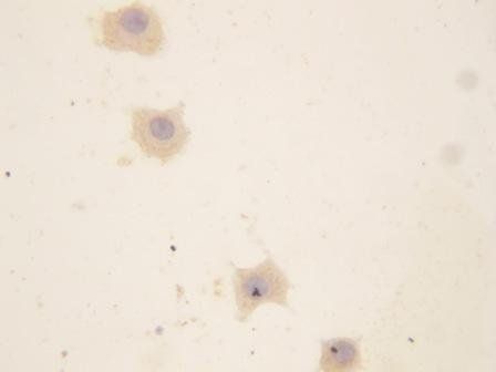 GRP94/HSP90B1 Antibody