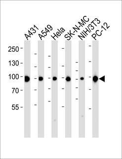 HSP90AA1 antibody