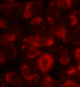 HSP90AB1 (Ab-254) Antibody