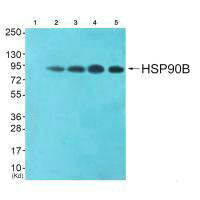 HSP90AB1 (Ab-254) Antibody