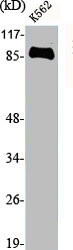 HSP90B1 Antibody