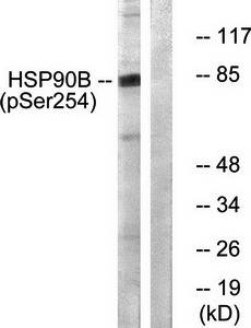 HSP90B (phospho-Ser254) antibody