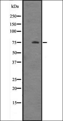 HSPA12A antibody