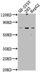 HSPA12A Antibody